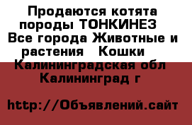 Продаются котята породы ТОНКИНЕЗ - Все города Животные и растения » Кошки   . Калининградская обл.,Калининград г.